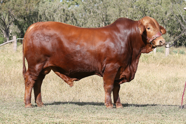 Tên đực giống:  GLENLANDS MAMBO (P)